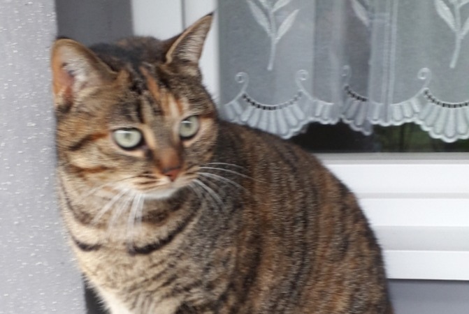 Disappearance alert Cat  Female , 7 years Faches-Thumesnil France