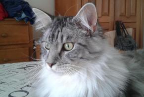 Disappearance alert Cat  Male , 7 years Marquette-lez-Lille France