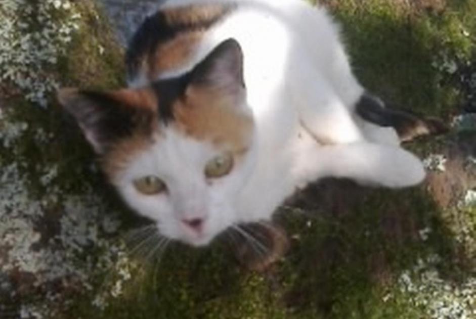 Disappearance alert Cat  Female , 5 years Dompierre-les-Ormes France