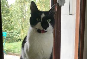 Disappearance alert Cat Male , 4 years Gex France