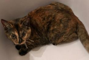 Disappearance alert Cat Female , 3 years Châlette-sur-Loing France