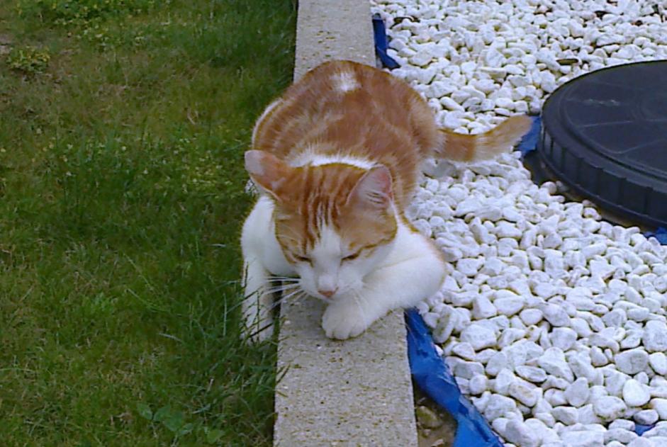 Disappearance alert Cat  Male , 8 years Vesles-et-Caumont France