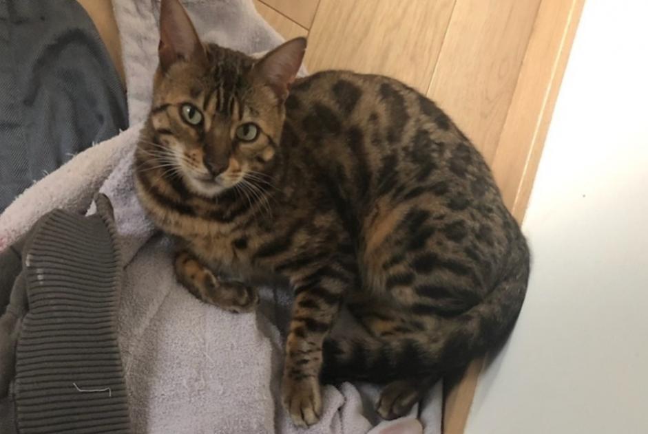 Disappearance alert Cat  Male , 9 years Lésigny France