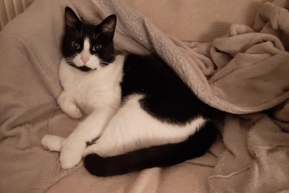 Disappearance alert Cat  Male , 7 years Billère France