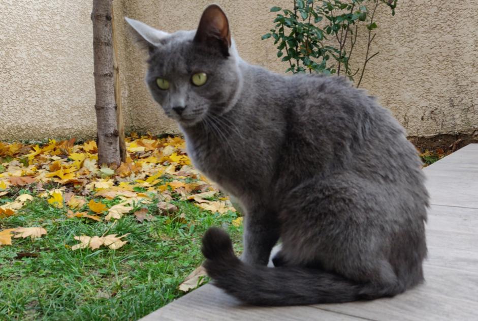 Disappearance alert Cat Female , 5 years Décines-Charpieu France