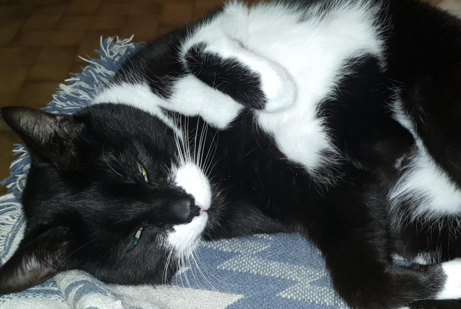 Disappearance alert Cat Male , 12 years Bruyères-sur-Oise France