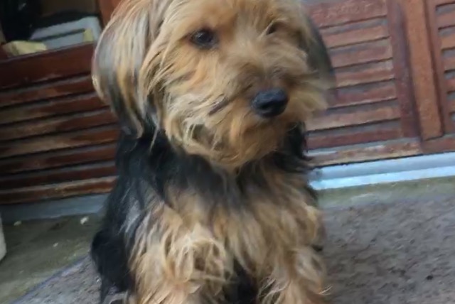 Disappearance alert Dog  Male , 3 years Paris France