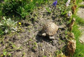 Disappearance alert Tortoise Female , 2022 years Livry-Gargan France