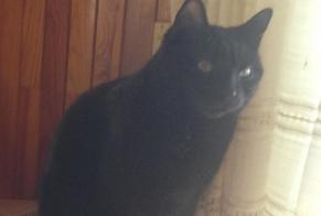 Disappearance alert Cat  Male , 6 years Meillerie France