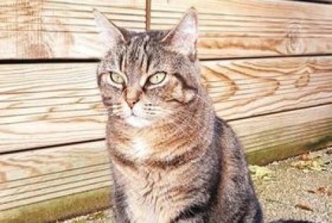 Disappearance alert Cat Female , 14 years Saint-Denis France