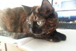 Disappearance alert Cat  Female , 10 years Saint-André-lez-Lille France