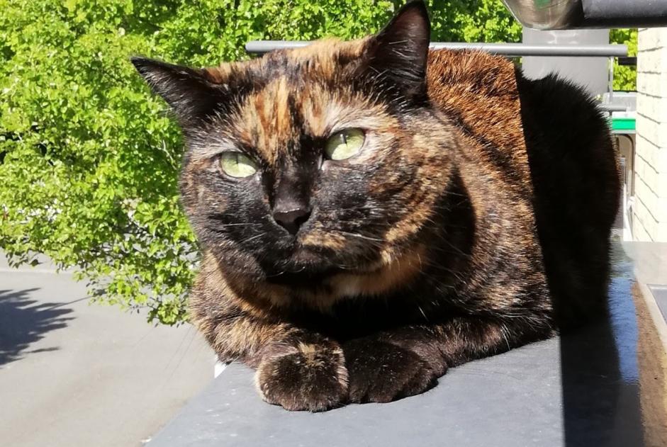 Disappearance alert Cat  Female , 12 years Saint-André-lez-Lille France