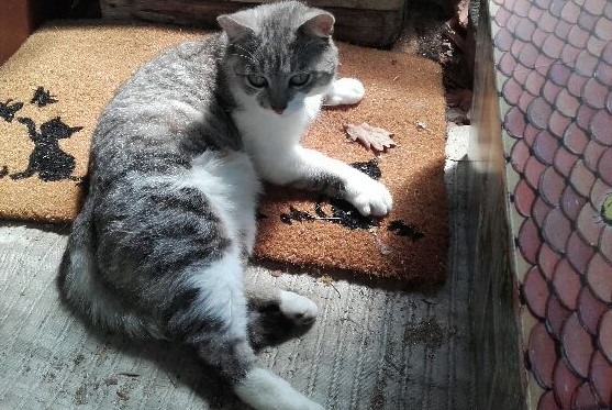 Disappearance alert Cat Male , 7 years Saint-Léonard-de-Noblat France