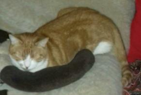 Disappearance alert Cat  Male , 10 years Oulins France