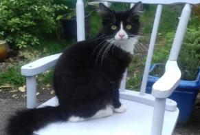 Disappearance alert Cat  Male , 4 years La Trinité-Surzur France