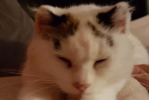 Disappearance alert Cat Male , 12 years Francheleins France