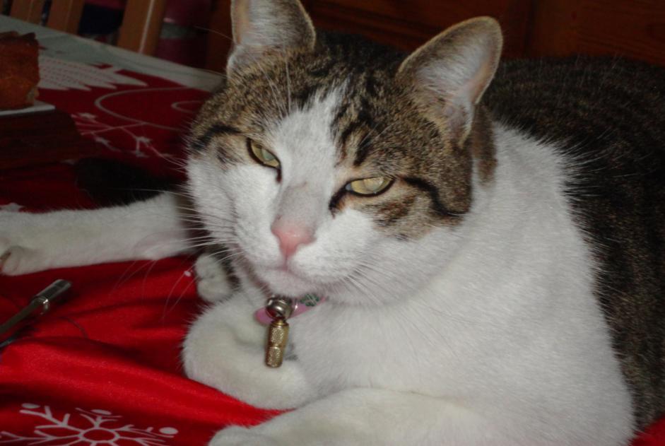 Disappearance alert Cat  Male , 15 years Chamouille France