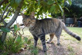 Disappearance alert Cat  Female , 14 years Lagnieu France