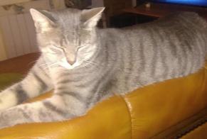 Disappearance alert Cat  Male , 3 years Chevry-en-Sereine France