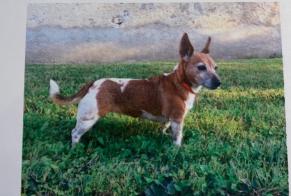 Disappearance alert Dog  Female , 15 years Présilly France