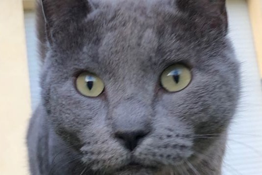 Disappearance alert Cat  Female , 10 years L'Escarène France