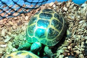Disappearance alert Tortoise Female , 2022 years Châtellerault France