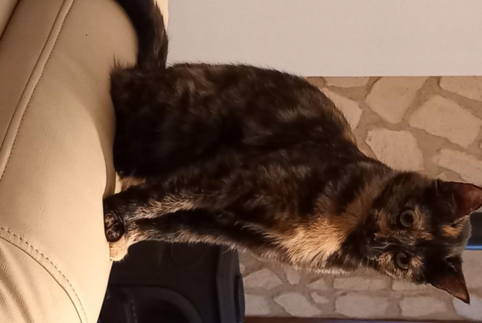 Disappearance alert Cat Female , 2 years Baume-les-Messieurs France