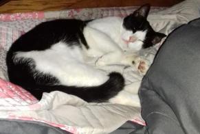 Disappearance alert Cat Male , 3 years Val-au-Perche France