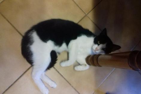 Disappearance alert Cat Male , 3 years Val-au-Perche France