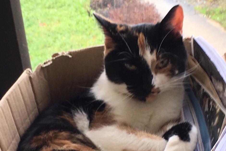 Disappearance alert Cat  Female , 5 years Château-Salins France