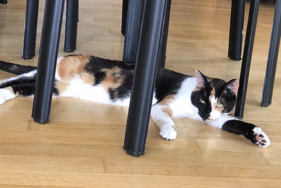 Cat Gone in Château-Salins (Moselle, France)  - disappearance  Pet Alert  alert #265580