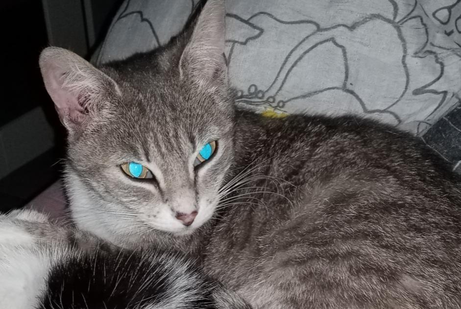 Disappearance alert Cat Female , 3 years La Barre-de-Monts France