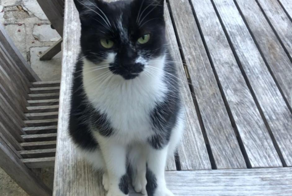 Disappearance alert Cat Female , 7 years Santa-Reparata-di-Balagna France