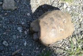 Disappearance alert Tortoise Male , 2022 years Fontiers-Cabardès France