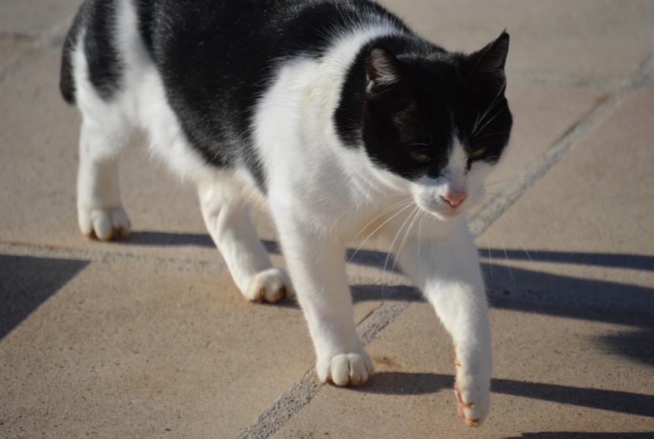 Disappearance alert Cat Male , 12 years Romazières France