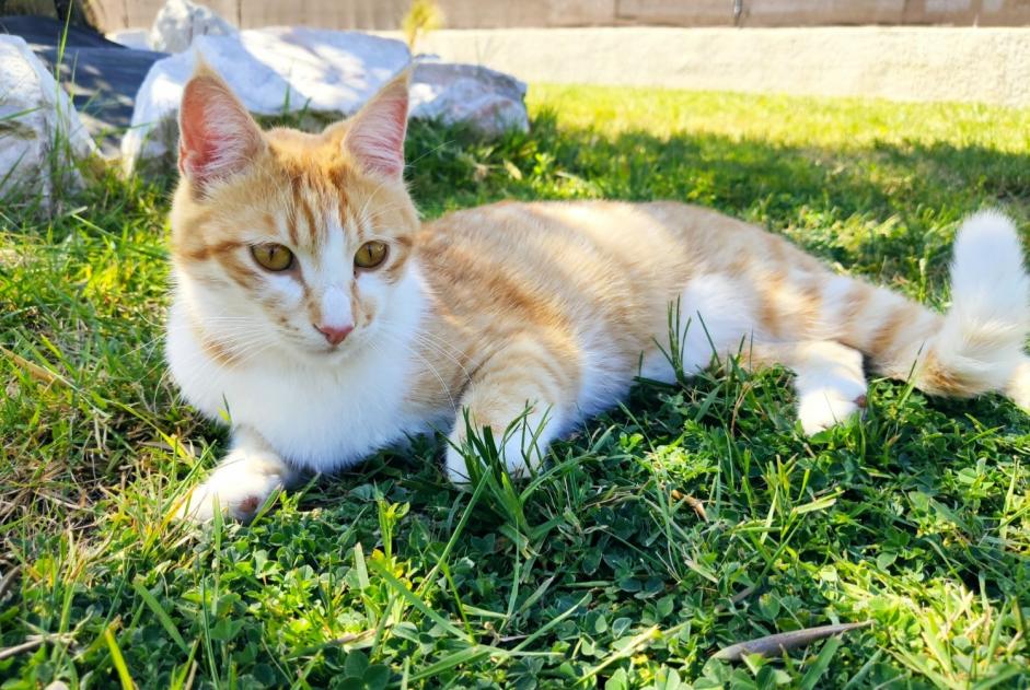 Disappearance alert Cat Male , 2 years La Ville-Dieu-du-Temple France