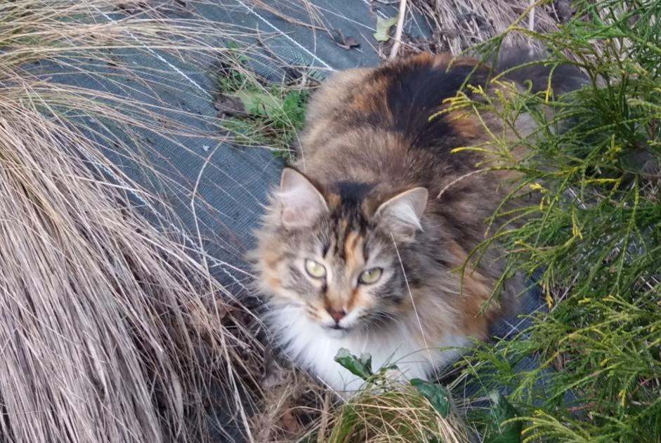 Disappearance alert Cat  Female , 6 years Pruillé-le-Chétif France