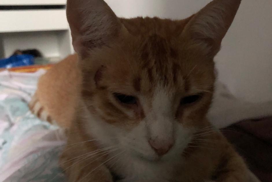 Disappearance alert Cat Male , 5 years Fontrieu France
