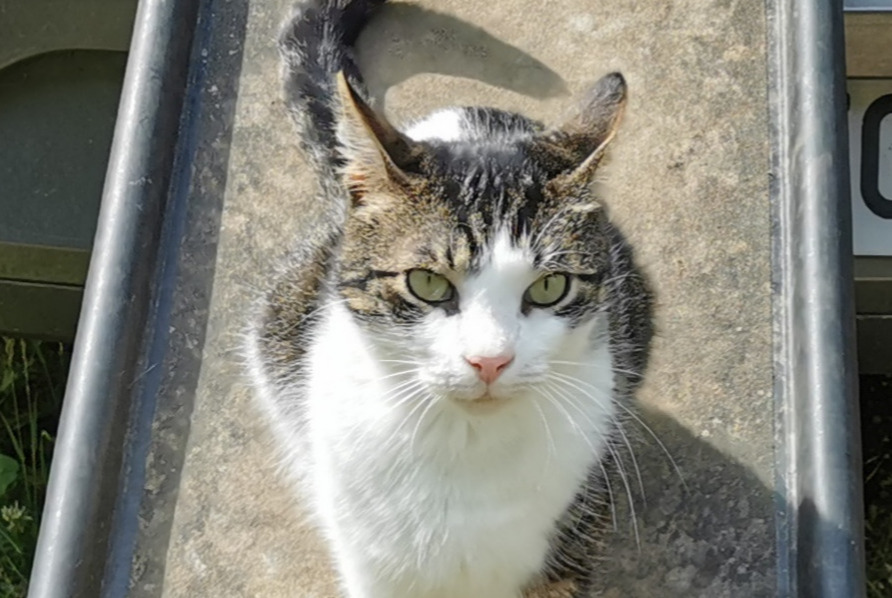 Disappearance alert Cat miscegenation Male , 6 years Saint-Denis-d'Authou France