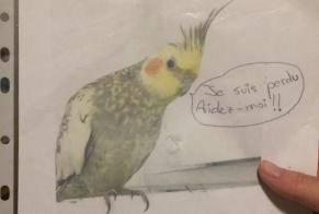 Disappearance alert Bird Female , 2022 years Perpignan France
