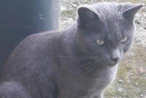 Disappearance alert Cat  Female , 5 years Cerisy France