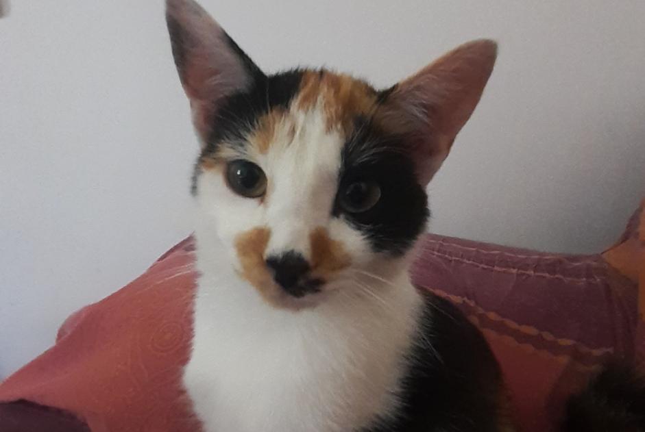 Disappearance alert Cat miscegenation Female , 1 years Vert France