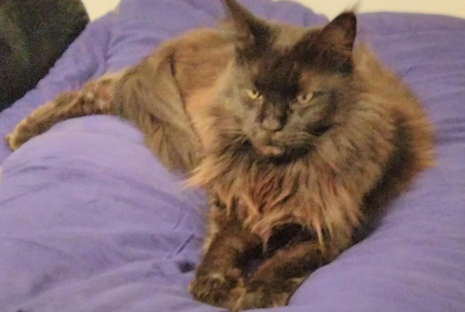 Disappearance alert Cat  Female , 8 years Le Beausset France