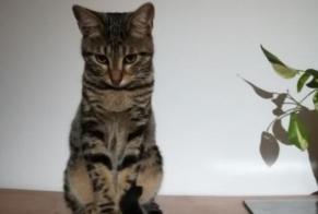 Disappearance alert Cat  Male , 4 years Allauch France