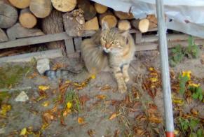 Discovery alert Cat Female , 5 years Flin France