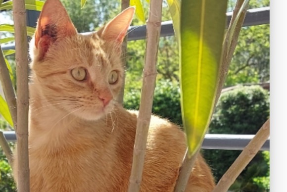 Disappearance alert Cat Female , 4 years Le Pradet France