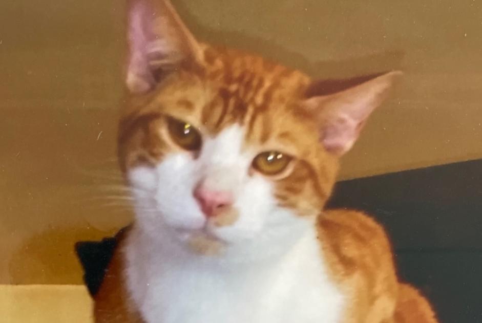 Disappearance alert Cat  Male , 4 years Le Fresne-Poret France