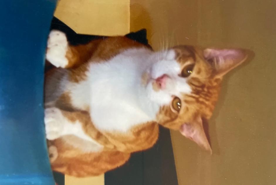 Disappearance alert Cat  Male , 4 years Le Fresne-Poret France