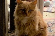 Disappearance alert Cat Male , 3 years Saint-Sauveur-Marville France