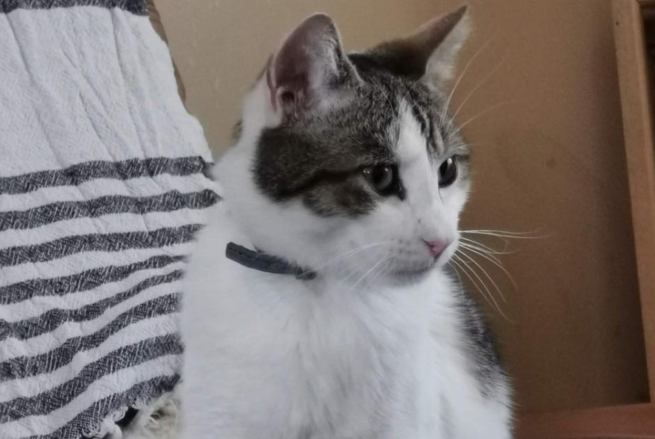 Disappearance alert Cat Male , 3 years Saint-Malo France